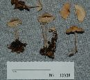 Gymnopus confluens image